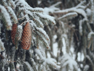 brown pine cone covered with snow